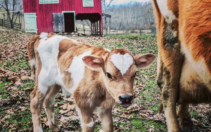 Farm Baby