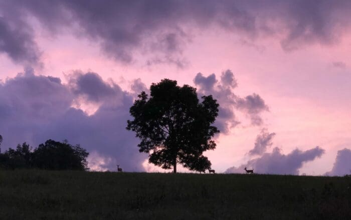 Whitetail Deer under a Black Walnut Tree (within sight of the dome)